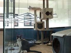 -凯瑞希宠物医院·狂犬免疫·微创·皮肤科