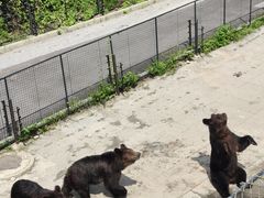 -大连森林动物园