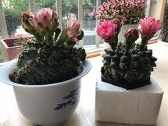 -金陵花卉交易市场