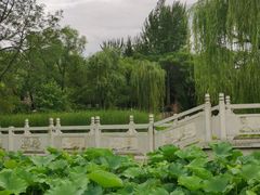 -莲湖公园