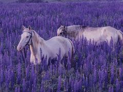 -Green Option(官舍店)