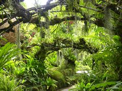 -深圳仙湖植物园
