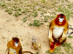 -西霞口神雕山野生动物世界