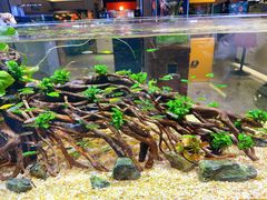 -山东柏宁水族批发广场