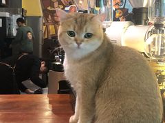 -咖法森林·咖啡  酒吧(天河店)