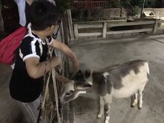 -清迈夜间动物园