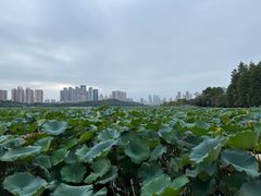 -月湖风景区