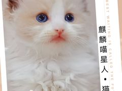 -70cat德文卷毛猫·缅因猫纯种猫舍