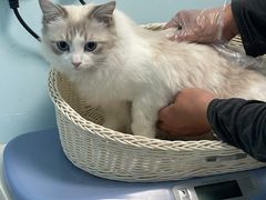 -纳吉亚猫专科动物医院博雅分院