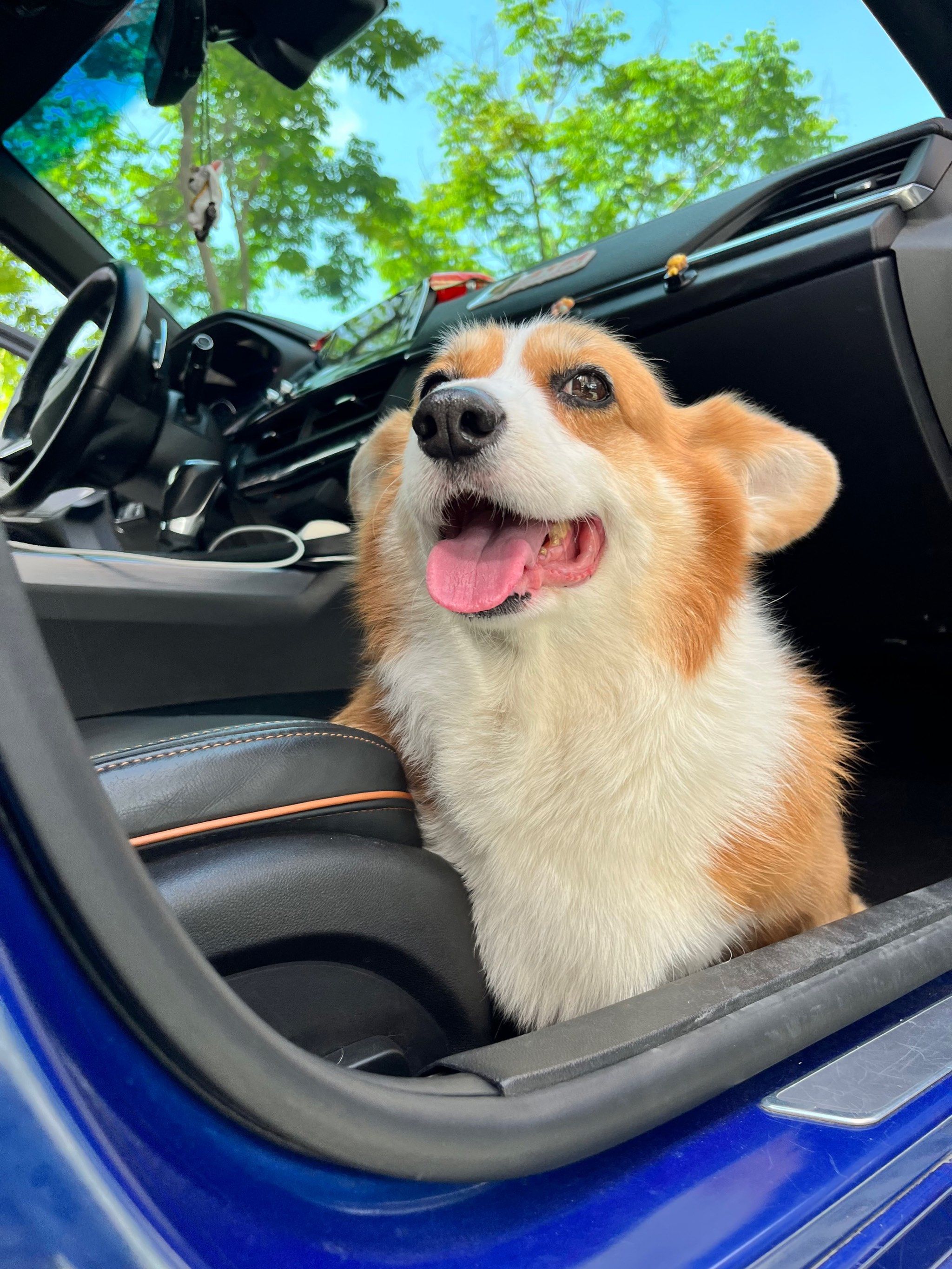 这么可爱的小狗是谁家的呀~ 哇 居然是我的耶 大家都来看看我的可爱