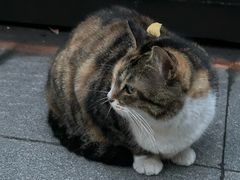 -颐和路民国时期公馆风貌区