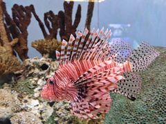 -太平洋海底世界