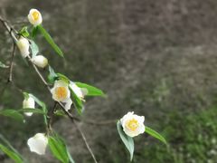 -鄣山大峡谷