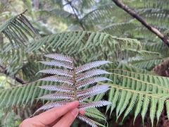 -怀托摩萤火虫洞