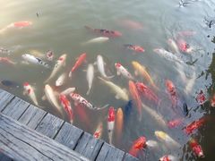 -大湾区中央湿地公园