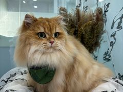 -爱洗澡的猫(望京店)