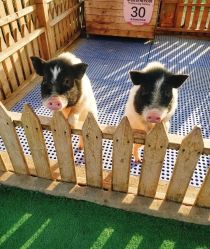 -萌宠亲子动物乐园(槐房万达店)