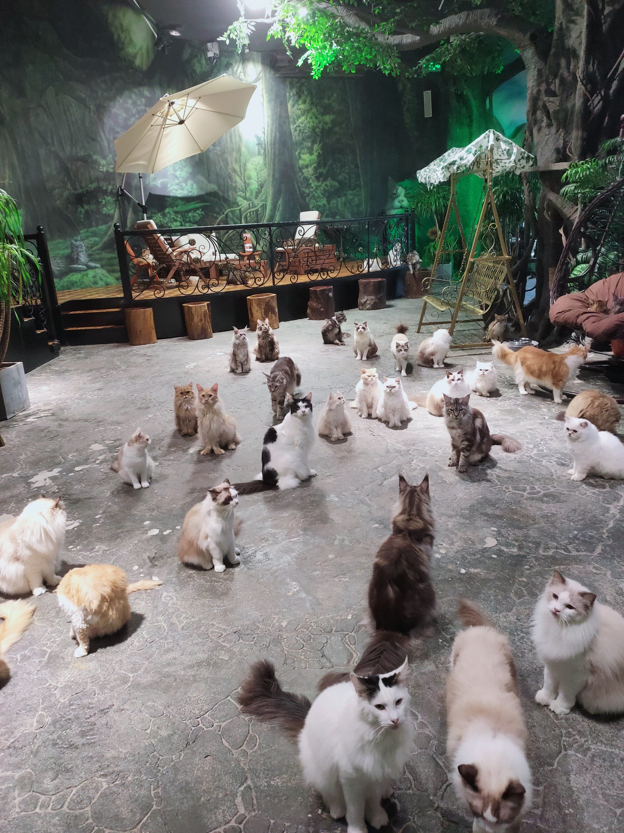 这是我去过的最大猫咪主题乐园了