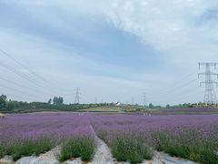 -紫颐香薰山谷景区
