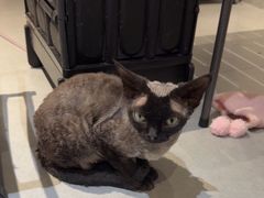 -琪喵猫屋·撸猫猫咖·猫舍
