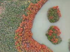 -上海海湾国家森林公园