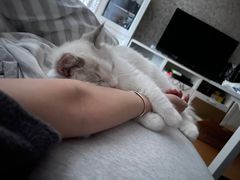 -猫大福·Fortune Cat猫舍(百子湾店)