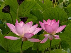 -莲花池公园