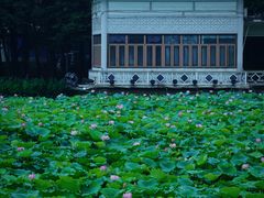 -荔湾湖公园