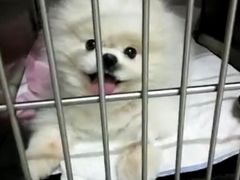 -宠颐生中康贝怡动物医院