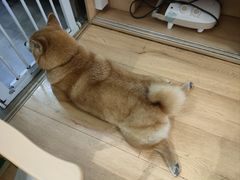 -是阿柴呀！柴犬咖啡·爱喵喵猫咖