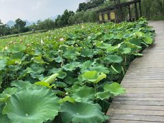 -会仙湿地