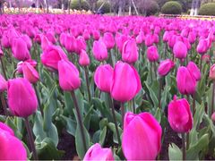iphone_upload_pic-上海鲜花港
