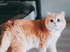 -Bastet sally猫舍购宠(静安店)