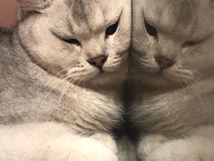 -猫儿山۰猫主题餐厅