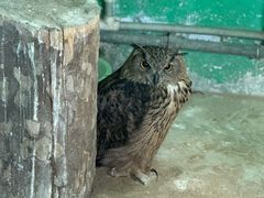 -西霞口神雕山野生动物世界