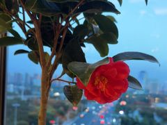 -皇朝万鑫自助餐厅