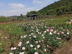-龙寺生态园