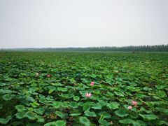 -西青郊野公园