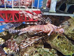 -太平洋海底世界