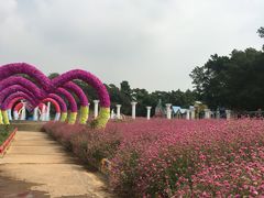 -松山湖梦幻百花洲