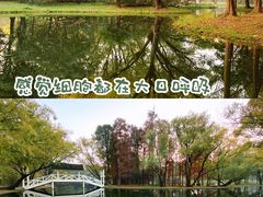 -上海共青森林公园