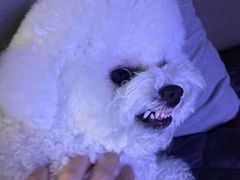 -多卡布奇宠物生活馆(上林世家店)