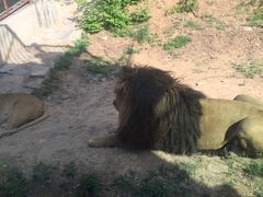 -石家庄市动物园