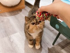 -BABIT巴比特宠物(MOMOPARK店)