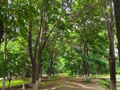 -长白岛森林公园