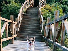 -大岭沟猕猴桃谷风景区