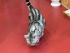 -和它·交个朋友·狗咖猫咖(爱琴海店)