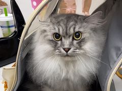 -翊宠yipet猫狗购宠庄园犬舍•猫舍