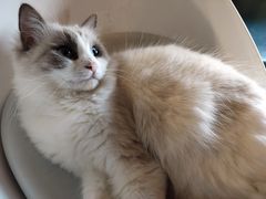 -喵园·猫主题咖啡厅·撸猫·猫咖(国贸店)