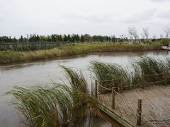 -盐城丹顶鹤湿地生态旅游区